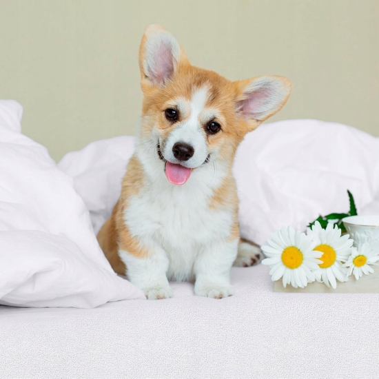 Ochraniacz na materac Utopia 200 x 90 cm